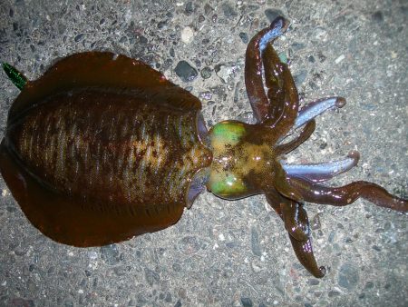 ショアジギングのジグに良型アオリイカがヒッ…