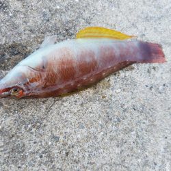 カワハギ釣り　～少し投げるのが吉～