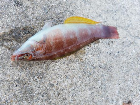 カワハギ釣り　～少し投げるのが吉～