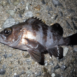 姫路メバル(2017-7)