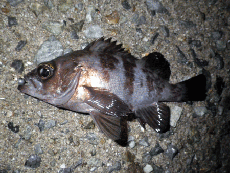 姫路メバル(2017-7)