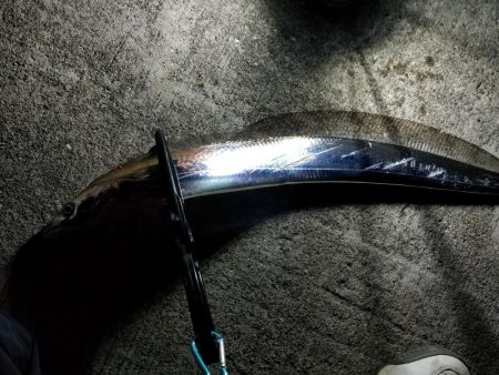 釣り納めの太刀魚