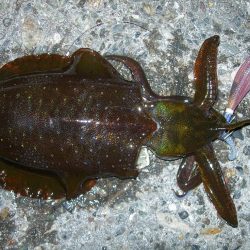 冬エギングでアオリイカ