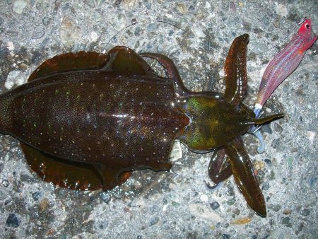 冬エギングでアオリイカ