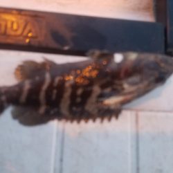 サビキ釣り ~初めてクエを釣る~