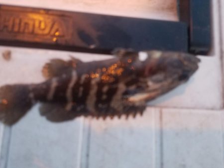 サビキ釣り ~初めてクエを釣る~