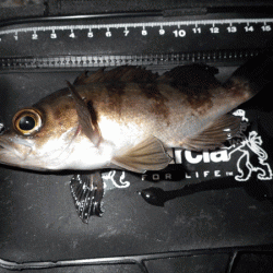 姫路メバル(2017-9)