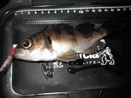 姫路メバル(2017-9)