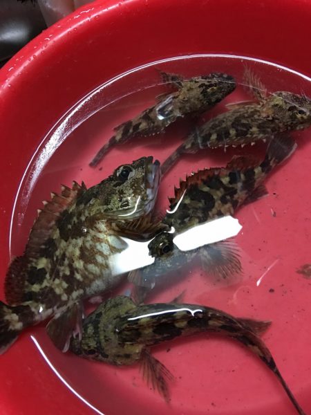 奴らは意外と足元に…