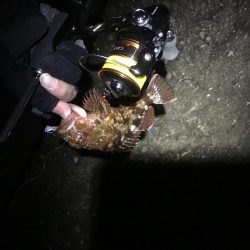 タチウオ不発、ガシラのみ