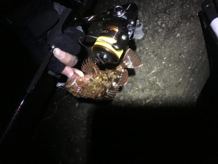 タチウオ不発、ガシラのみ