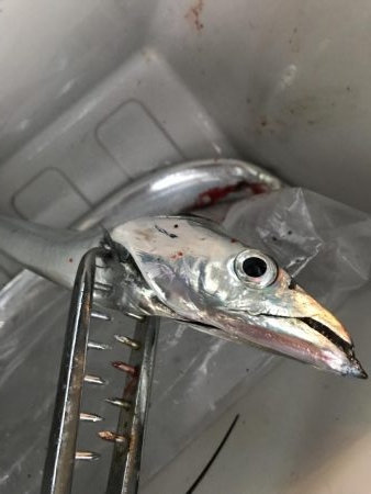スローリトリーブで太刀魚