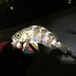 しぶしぶめばる