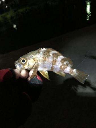 しぶしぶめばる