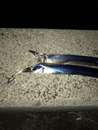 タチウオまだまだ