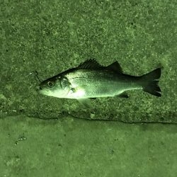 とりあえず漁港で