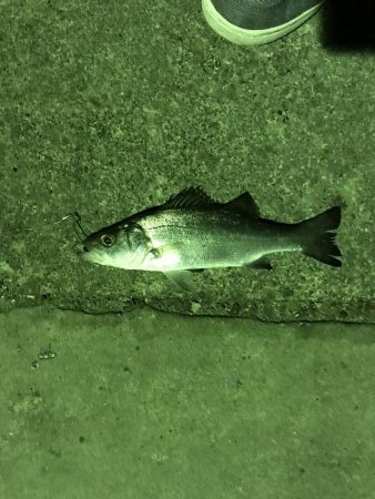 とりあえず漁港で