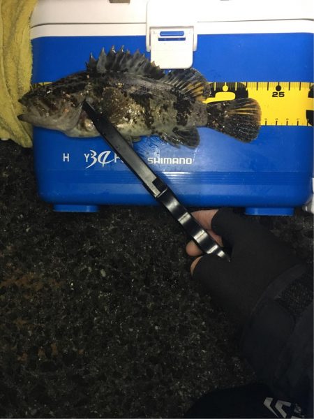 浮き釣りでメバル