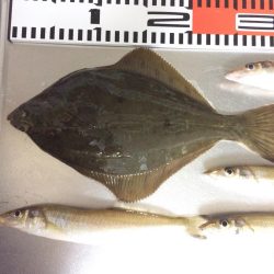 餌が新鮮で安かった！