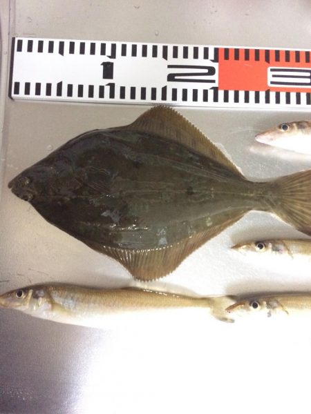 餌が新鮮で安かった！