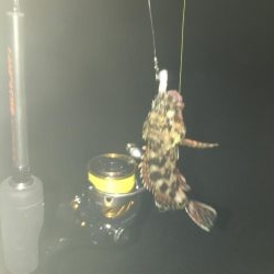 アジング・ガシリング