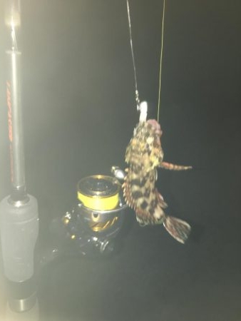 アジング・ガシリング