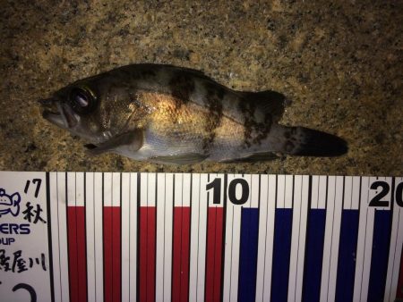 釣り納メバリング