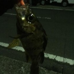 ライトライトライト