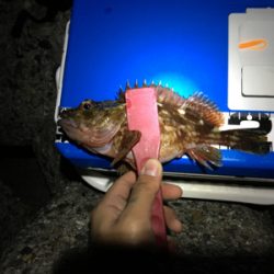 久々遠征ライトゲームアンド青物