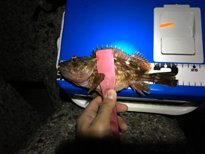 久々遠征ライトゲームアンド青物