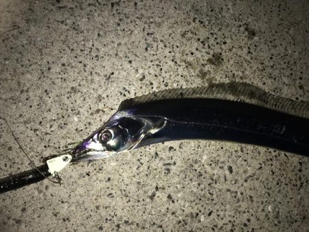 タチウオカッターに注意