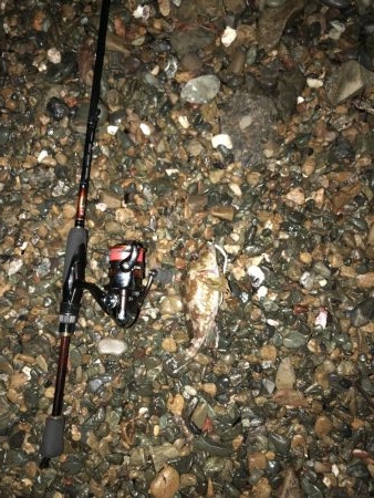 カサゴが良く釣れます。