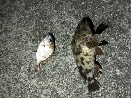 ちょい投げ釣り