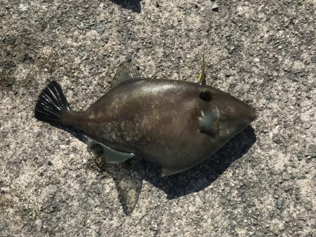 ウマヅラタコタコ