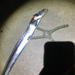 群れはこないタチウオ君