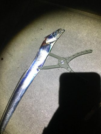 群れはこないタチウオ君