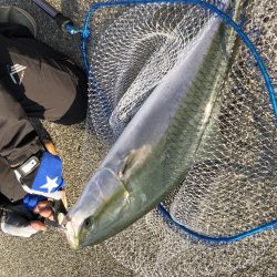 尼崎ブリ回遊中。