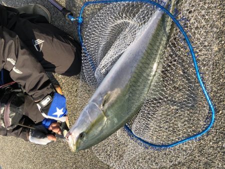 尼崎ブリ回遊中。