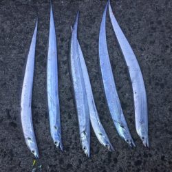 タチウオ 小さいですがまだ釣れてます