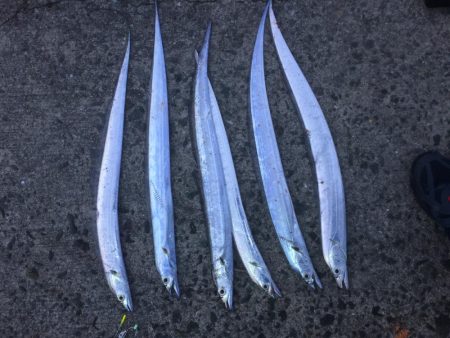 タチウオ 小さいですがまだ釣れてます