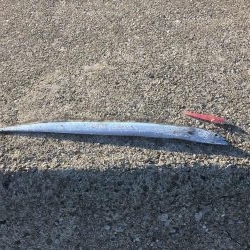 寒すぎてつらいけど