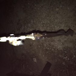 まだタチウオおったわ！