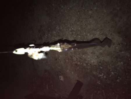 まだタチウオおったわ！