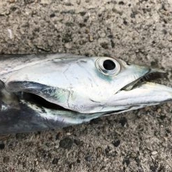 だんだんシブくなってます