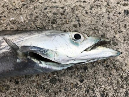 だんだんシブくなってます