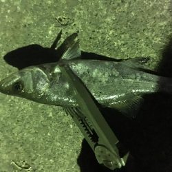 小イワシ泳がせ