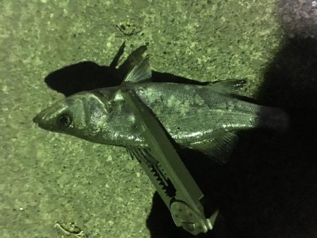 小イワシ泳がせ