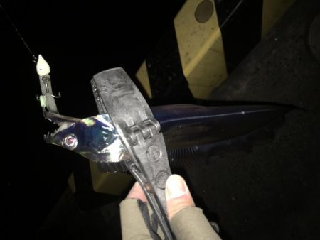 湾奥タチウオ。深ダナが決め手!