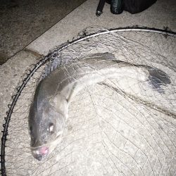 クリスマス・シーバス