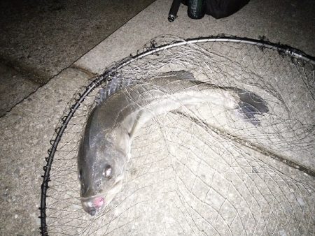 クリスマス・シーバス